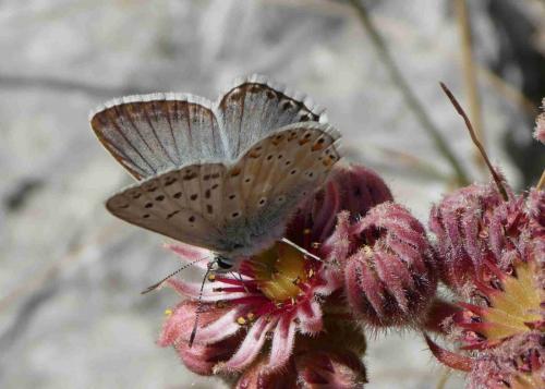 Réf. 239 221 : Polyommatus coridon
